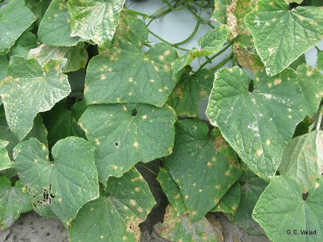Figure 4. Cucumber leaves exhibiting early symptoms of anthracnose caused by C. orbiculare. Notice how lesions are beginning to become necrotic, but still look similar to other common cucumber diseases.